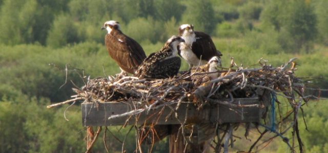 osprey nesting behavior