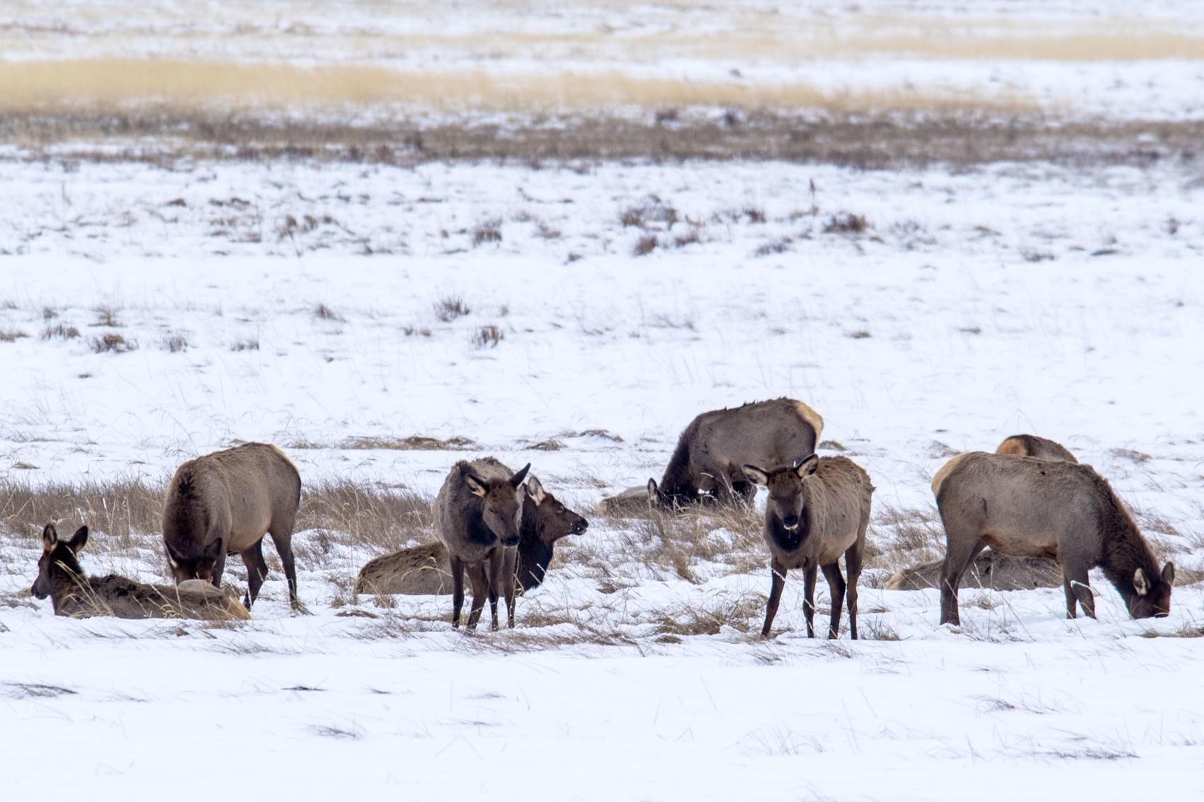 News&Guide Report: Chronic Wasting Disease hits the valley
