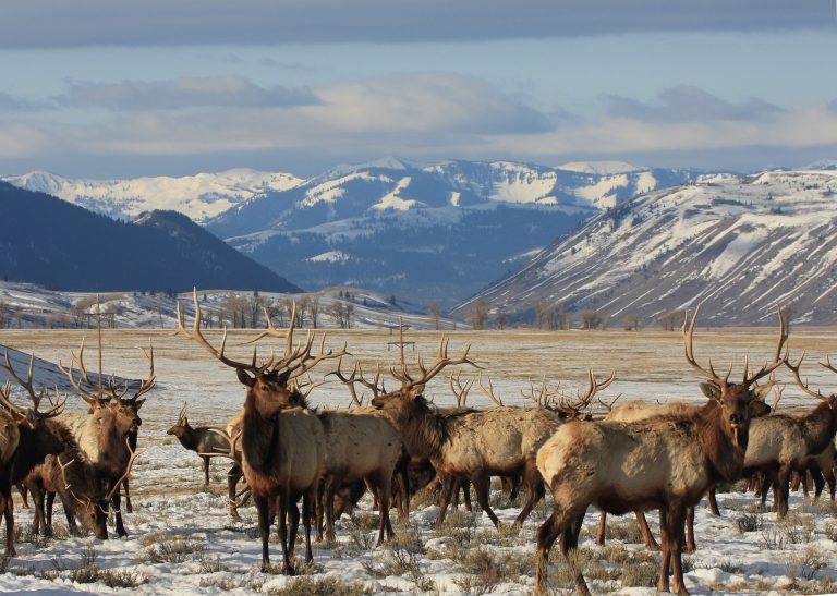 Wapiti Dispute: The Case for Ending Feeding at National Elk Refuge