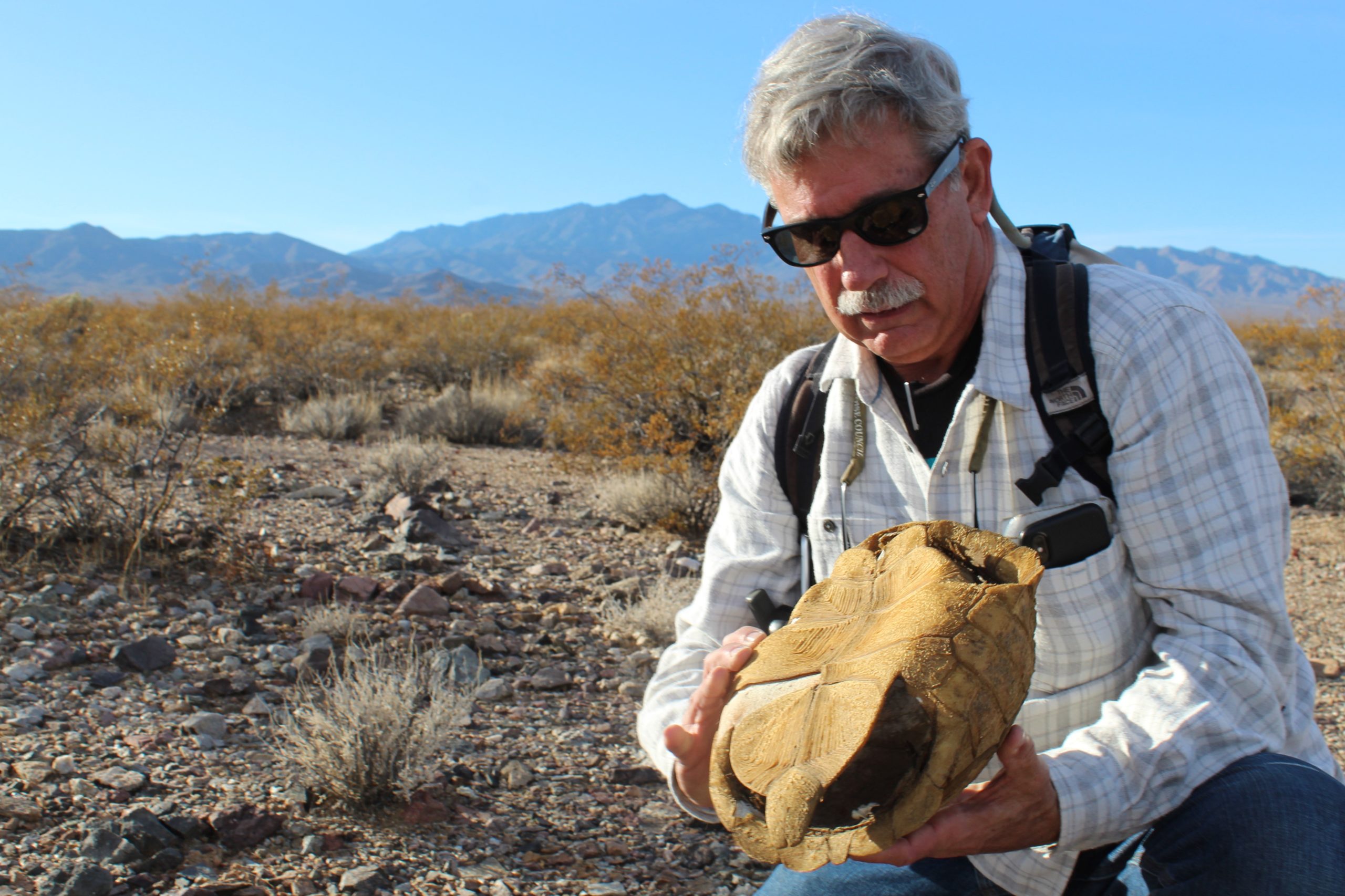 Climate Change, and Our Response to it, is Making Life Hard for Desert Tortoises