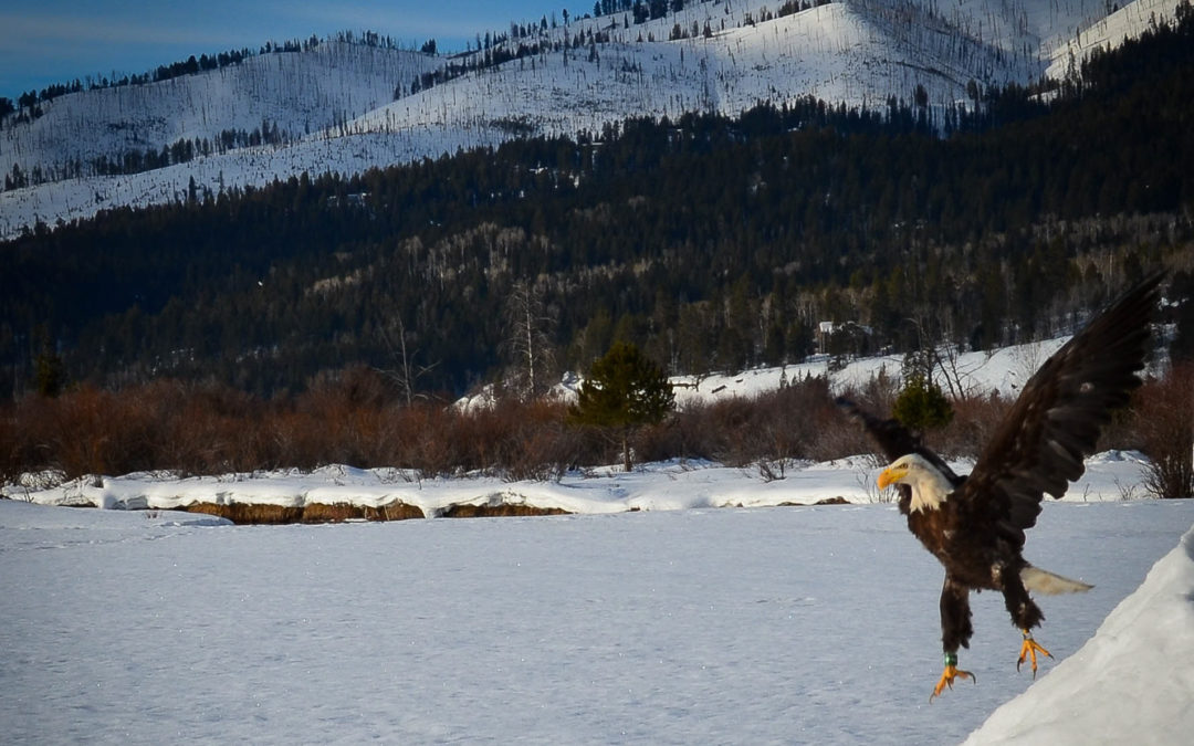 Bald Eagle Spreads His Wings Again