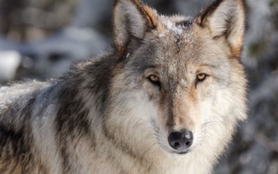 ‘On the Trail of Wolves’: A Conversation with Philippa Forrester
