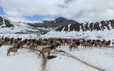 Chronic Wasting Disease Detected in Northwest Wyoming Elk for the First Time