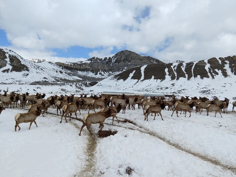Chronic Wasting Disease Detected in Northwest Wyoming Elk for the First Time