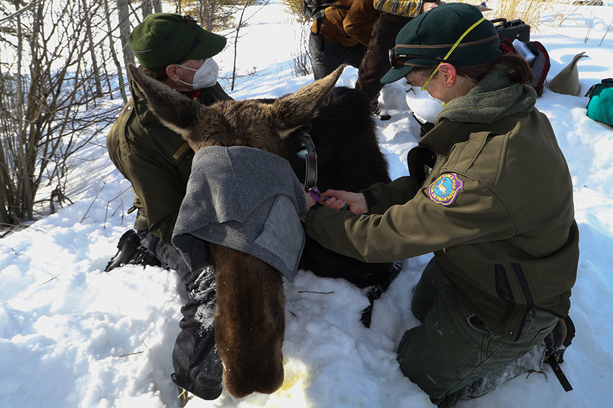 Six New Moose Near Wilson Equipped with GPS Collars to Study Wildlife Movements