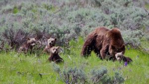 Grizzly 399 with cubs
