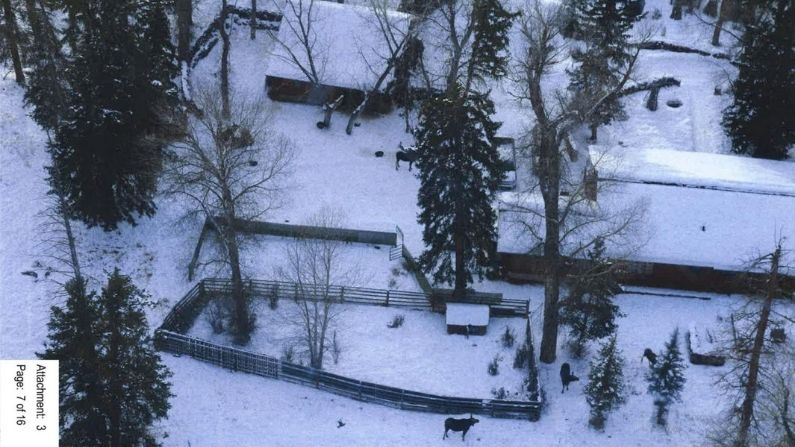 Moose at Solitude property