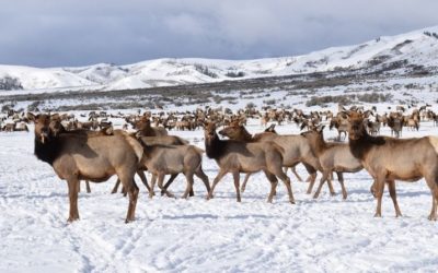 Feedground Managers and Wildlife Officials Aim to Curb CWD Spread Among Wyoming Elk