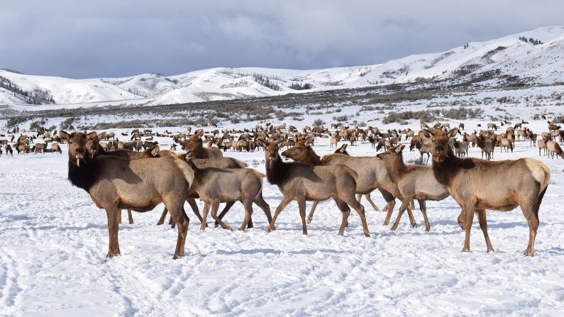 Feedground Managers and Wildlife Officials Aim to Curb CWD Spread Among Wyoming Elk