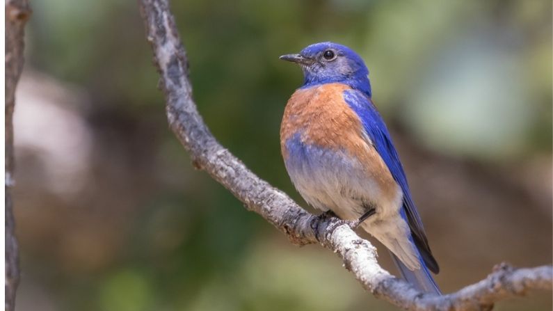 New Study Links 2020 Mass Migratory Bird Deaths to Wildfires