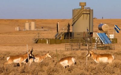 The ‘Path of the Pronghorn’ migration sees far fewer animals this year