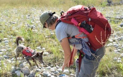 Working Dogs Sniff Out Invasive Species on the Snake