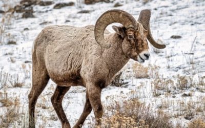 Skiers and Conservationists Search for Compromise on Backcountry Terrain to Protect a ‘Sacred Animal’