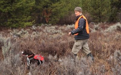 Working Dogs Learn New Tricks in Search of Ticks