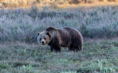 Grizzly bears continue to expand territory in Wind River Range as recreation increases