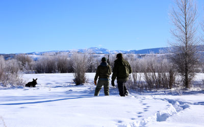 Annual Round of Moose GPS Collaring Underway in Wilson