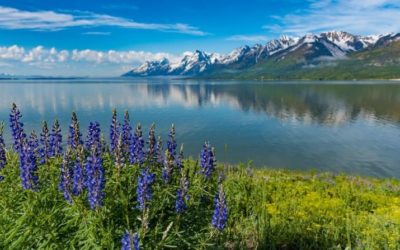 Summer hotel bookings down in Jackson Hole