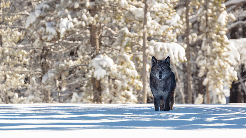 Yellowstone wolf research disrupted by recent hunting season