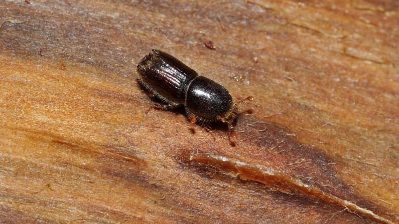 Fueled by drought, a beetle that kills pinyon pines is expanding into new areas of Colorado
