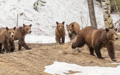 Offspring of Grizzly 399 killed after conflicts
