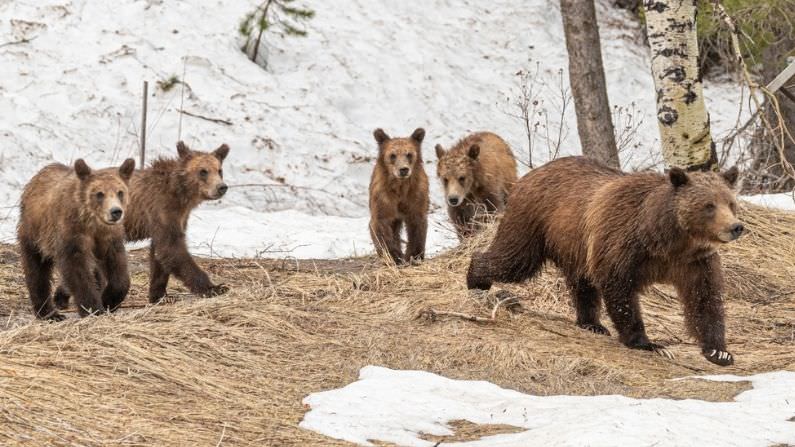 Grizzly 399 and cubs