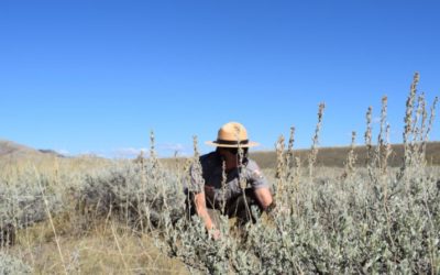 Grand Teton National Park restoring native sagebrush to create wildlife habitat