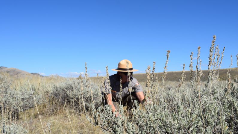 Sagebrush is suffering, even in Wyoming. Saving what's left is