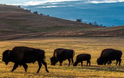 Wind River Reservation bison restoration key to wildlife economy, tribal health