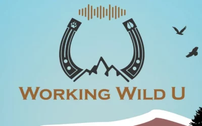 New podcast to bridge gap between conservationists and ranchers by telling story of wolves