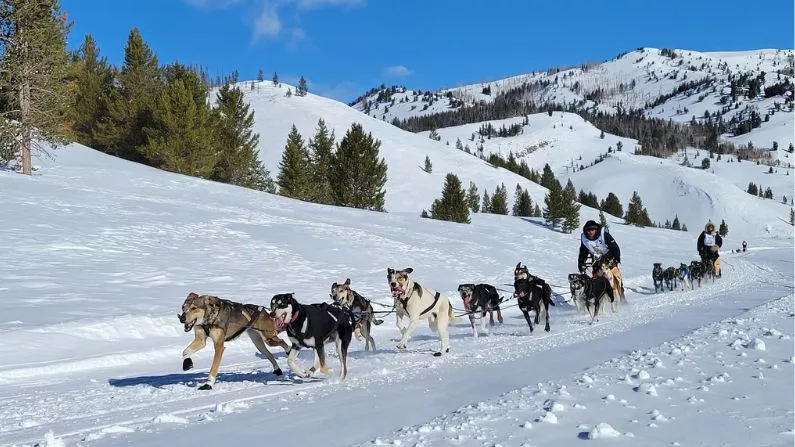 Hundreds of canines invade Jackson for annual sled dog race