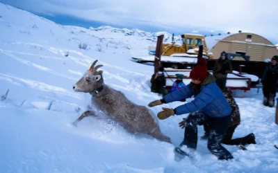 Biologists say hunting Jackson bighorns could help the herd