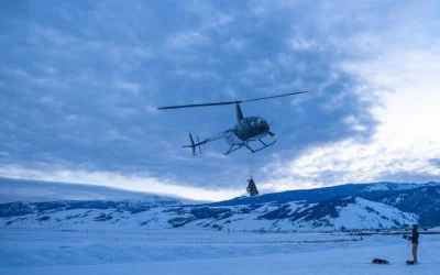 Facing a ‘die off,’ bighorn sheep get airlifted for a health checkup