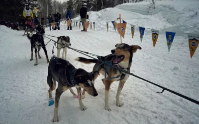 People from across the world return for Wyoming sled dog race