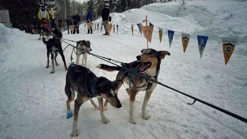 People from across the world return for Wyoming sled dog race