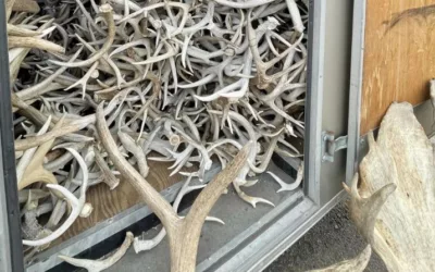 Shed antler hunting season start date could be delayed this year