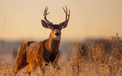 Elk linked to declining mule deer populations