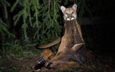Mountain lions could be changing the Greater Yellowstone Ecosystem for the better
