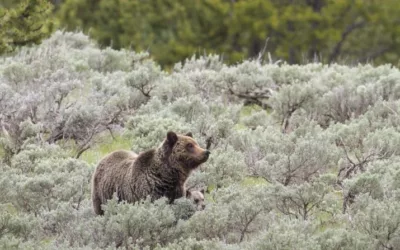 A black bear hunter accidently killed a grizzly. Are hunters educated well enough?