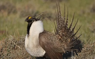Sage grouse likely to see increased protections, but conservationists say they need more