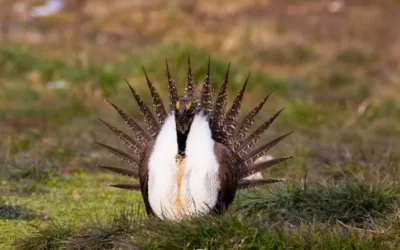 Wyoming proposes protecting more land for sage grouse
