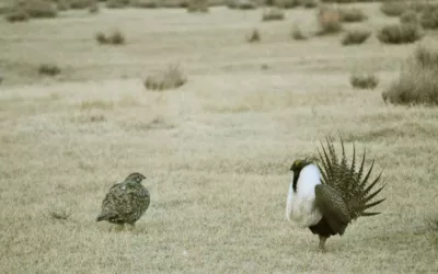 Natural gas pipeline for Teton County customers will go through ‘core’ sage grouse habitat