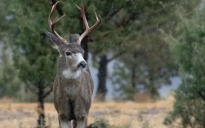 Yellowstone increases monitoring for chronic wasting disease