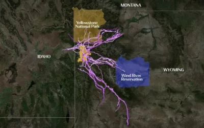 Wildlife documentary shows how large ungulates migrate far beyond Grand Teton National Park
