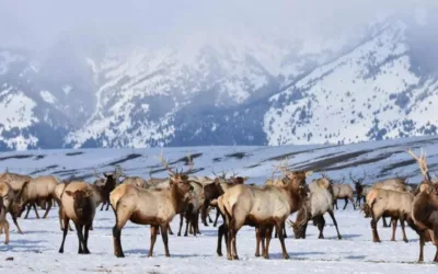 National Elk Refuge in Jackson sees fewer elk this year due to the mild winter