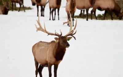 Game and Fish reports spread of chronic wasting disease near Lander