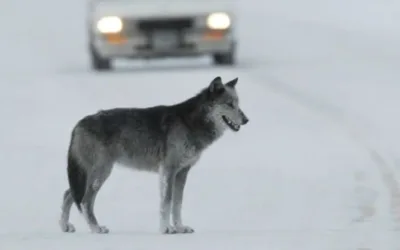 Wyoming resident cited for illegally possessing a live wolf