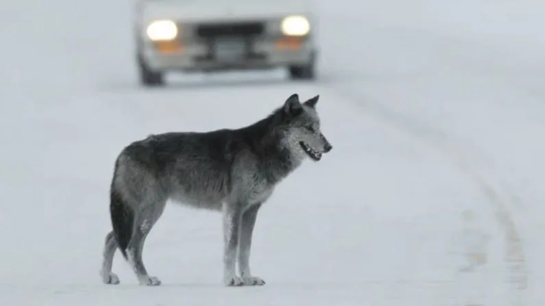 Wyoming resident cited for illegally possessing a live wolf