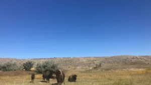 A group of bison in a pasture.