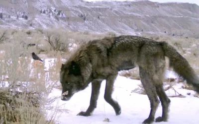 Wolf’s capture, alleged abuse by Wyoming man condemned, highlights legal limitations