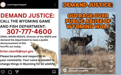 Animal rights groups call for felony charges for Wyomingite who captured wolf